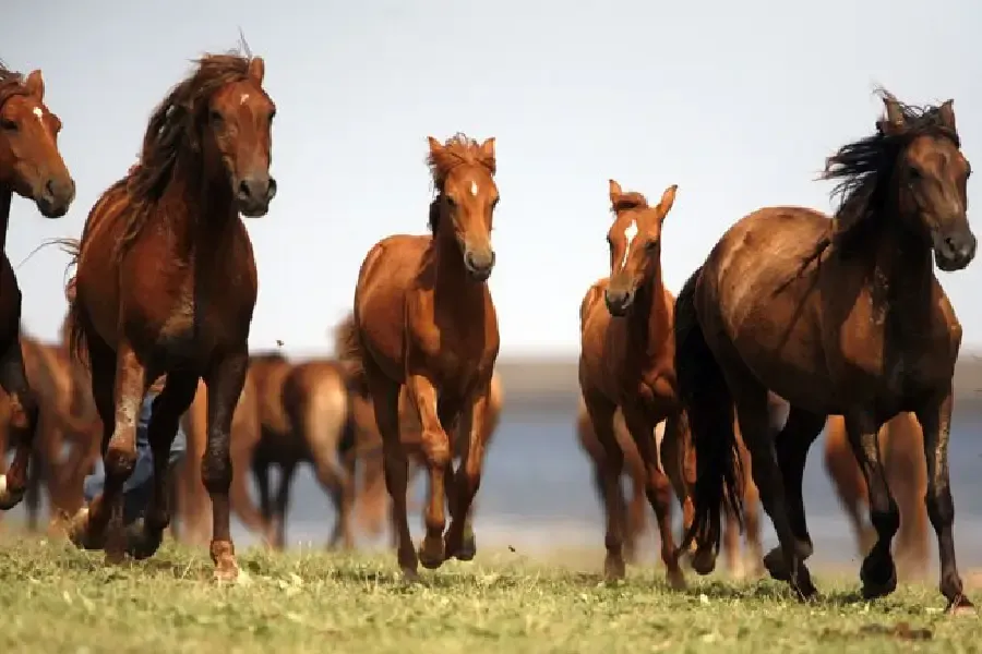 Жители степей