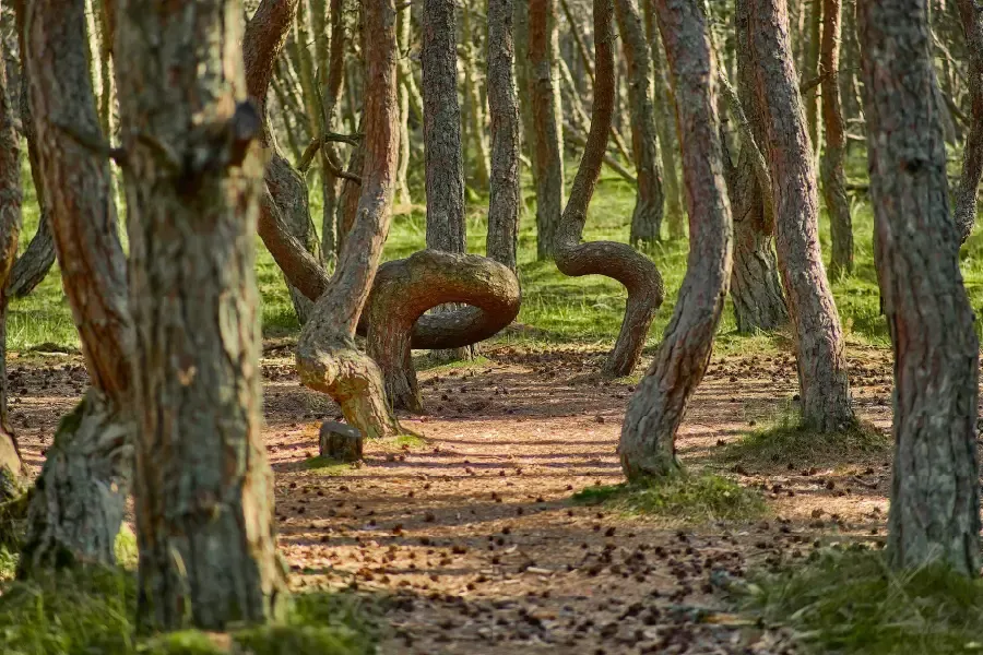 «Танцующие» леса